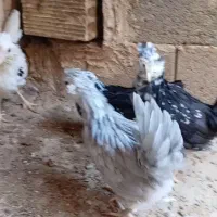 گلین|حیوانات مزرعه|شهرضا, |دیوار