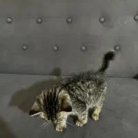 واگذاری بچه گربه|گربه|کرج, فاز ۳ گوهردشت|دیوار