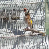 سهره تازه مست