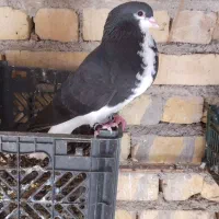 خوشرنگ و طوقی|پرنده|جره و بالاده, |دیوار