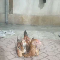 خروس لاری نژاد افغان