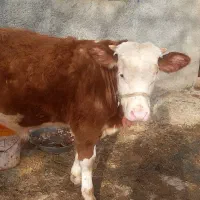 گوساله نر سیمینتال قرمز ۷ ماهه