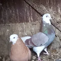 فروش کبوتر شازده وتک دم