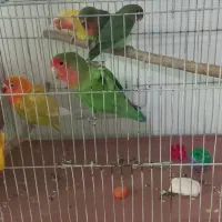 فروش پرنده|پرنده|رامسر, |دیوار