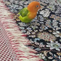 طوطی برزیلی