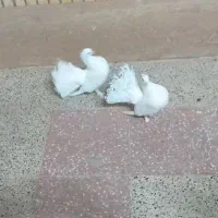 نرو ماده چتری