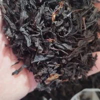 پخش خرمای کبکاب درجه یک و چای ممتاز بهاره ۱۴۰۴|خوردنی و آشامیدنی|رشت, گلسار|دیوار