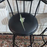 صندلی اوپن|میز و صندلی غذاخوری|شیراز, شهرک گلدشت حافظ‎|دیوار