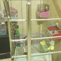 ی چندتا قناری،سهره،عروس،طوطی گیرینچیک