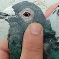 2 تا کفتر نر|پرنده|شیراز, نصر|دیوار