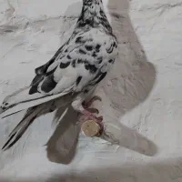 کفتر گرفتنی