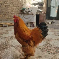 مرغ و خروس برهما