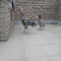 فروش و معاوضه مرغ خروس لاری دورگ هندی اوشامو|حیوانات مزرعه|قنوات, |دیوار