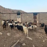 فروش گوسفند داشتی|حیوانات مزرعه|مرودشت, نقش رستم|دیوار