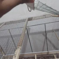 قفص|لوازم جانبی حیوانات|امیدیه, |دیوار