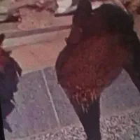 فروش بوقلمون و مرغ