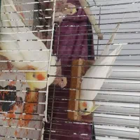 جفت عروس هلندی لوتینو