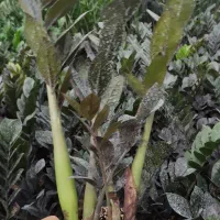 گل زامیفولیا زامفولیا زیر قیمت|گل و گیاه طبیعی|بابل, |دیوار