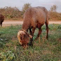 دو راس گوسفند ابستن|حیوانات مزرعه|نکا, |دیوار
