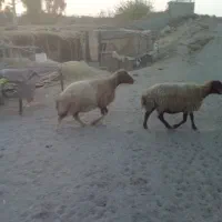 دوعدد گوشفند