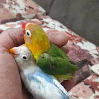 طوطی برزیلی نیمه دستی|پرنده|پاکدشت, پاکدشت (مامازند)|دیوار