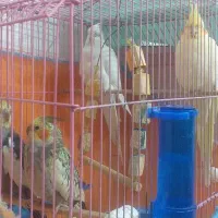 عروس هلندی ۴ تا