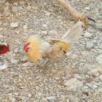 خروس محلی و لاری و مرغ کرک ریشی|حیوانات مزرعه|آبدان, |دیوار