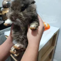 خرگوش خوشگل