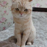 واگذاری گربه