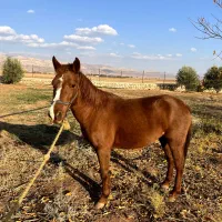 فروش اسب مادیون|اسب و تجهیزات اسب‌سواری|کوهدشت, |دیوار