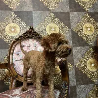 پودل عروسکی اصیل وارداتی دارک رد