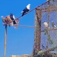 کله سفید نر