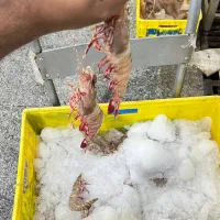 میگو تازه جنوب|حراج|مشهد, احمدآباد|دیوار