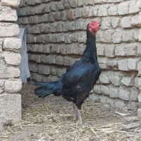 مرغ لاری مشکی