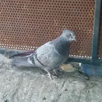 کفتر ۱۴۰|حیوانات|قدس, شهر‌قدس|دیوار