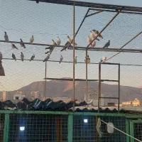 کبوتر وگنجه وخانه طور|پرنده|تهران, زیبادشت|دیوار