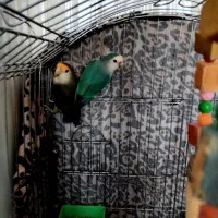 طوطی برزیلی با قفس|پرنده|کرج, اسلام‌آباد|دیوار