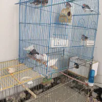 ۱۱ عدد فنچ نرو ماده فروش یکجا