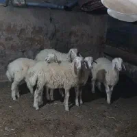 بره نر سبک فریمان