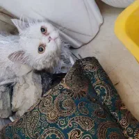 واگذاری گربه پرشین