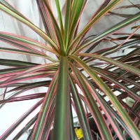 دراسنا پرچمی قرمز