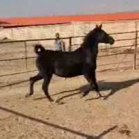 مادیون حامله مشکی