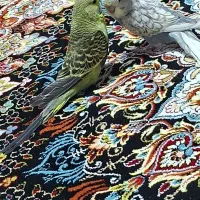 مرغ عشق انگلیسی