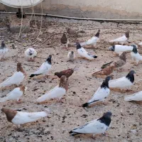 تعدادی کله دار آبی ورمز زرد وسرور|پرنده|میانه, |دیوار