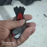 فنچ الماسی  . گلدین .ستاره‌ای. توت فرنگی  قناری|پرنده|تهران, بهارستان|دیوار