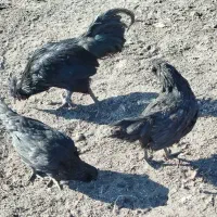 مرغ و خروس ایام سمانی