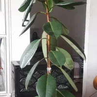 گل طبیعی گوش فیلی