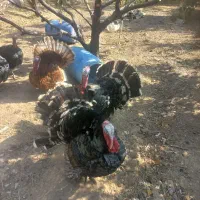 بوقلمون برنز|حیوانات مزرعه|کهک, |دیوار