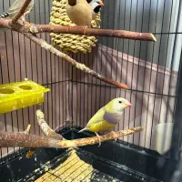 فنچ ماده گلدین