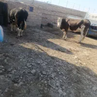 گوساله گاو خشک|حیوانات مزرعه|زابل, |دیوار